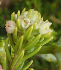 Phylica axillaris axillaris