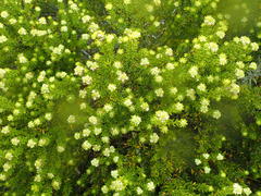 Phylica axillaris axillaris