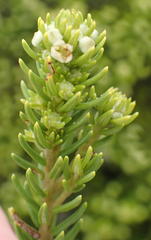 Phylica axillaris axillaris