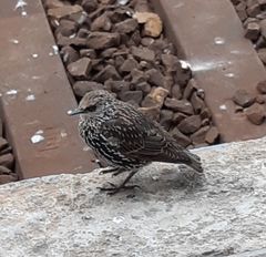Sturnus vulgaris
