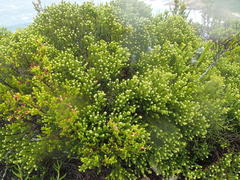 Phylica axillaris axillaris