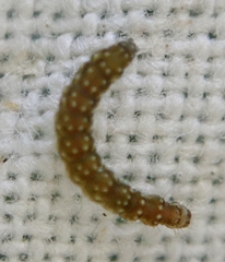 Bucculatrix bechsteinella