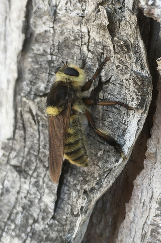 Golden-tailed Beebandit photo 5