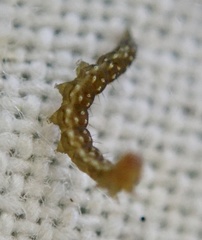 Bucculatrix bechsteinella