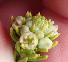 Phylica axillaris axillaris