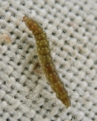 Bucculatrix bechsteinella