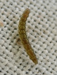 Bucculatrix bechsteinella