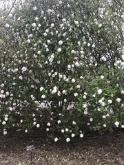 Viburnum × burkwoodii