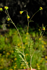 Senecio cardaminifolius