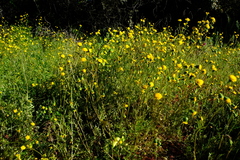 Senecio cardaminifolius