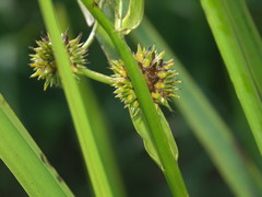 Sparganium erectum neglectum