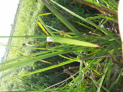 Sparganium erectum neglectum