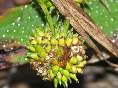 Sparganium erectum neglectum