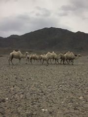 Camelus bactrianus