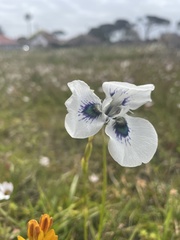 Moraea aristata