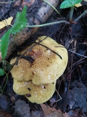 Tricholoma frondosae