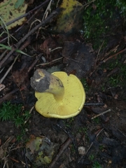 Tricholoma frondosae