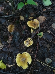 Tricholoma frondosae