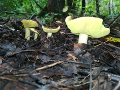 Tricholoma frondosae