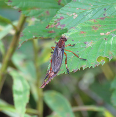 Diogmites platypterus