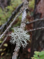 Ramalina vogulica