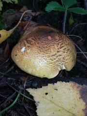 Tricholoma frondosae