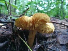 Tricholoma frondosae