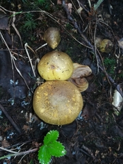 Tricholoma frondosae