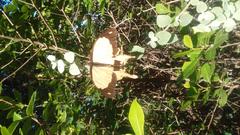 Papilio dardanus cenea