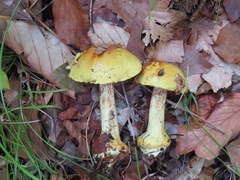 Calonarius splendens