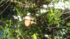 Papilio dardanus cenea