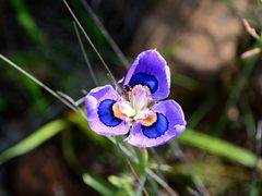 Moraea villosa