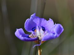 Moraea villosa