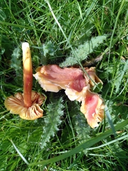 Hygrocybe intermedia