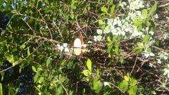 Papilio dardanus cenea