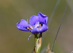 Moraea villosa