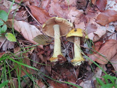 Calonarius splendens