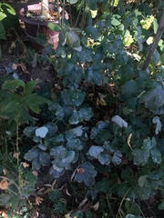 Erysiphe aquilegiae