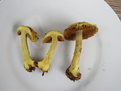 Calonarius splendens