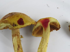 Calonarius splendens