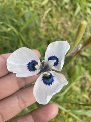 Moraea aristata