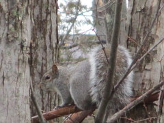 Sciurus carolinensis