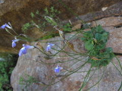 Lobelia preslii
