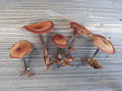 Gymnopus fuscopurpureus