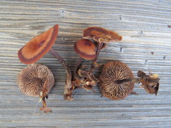 Gymnopus fuscopurpureus