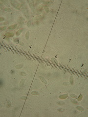 Gymnopus fuscopurpureus
