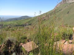 Rhodocoma fruticosa