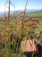Rhodocoma fruticosa