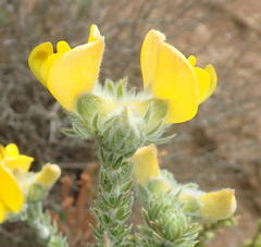 Aspalathus grandiflora