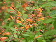 Impatiens capensis